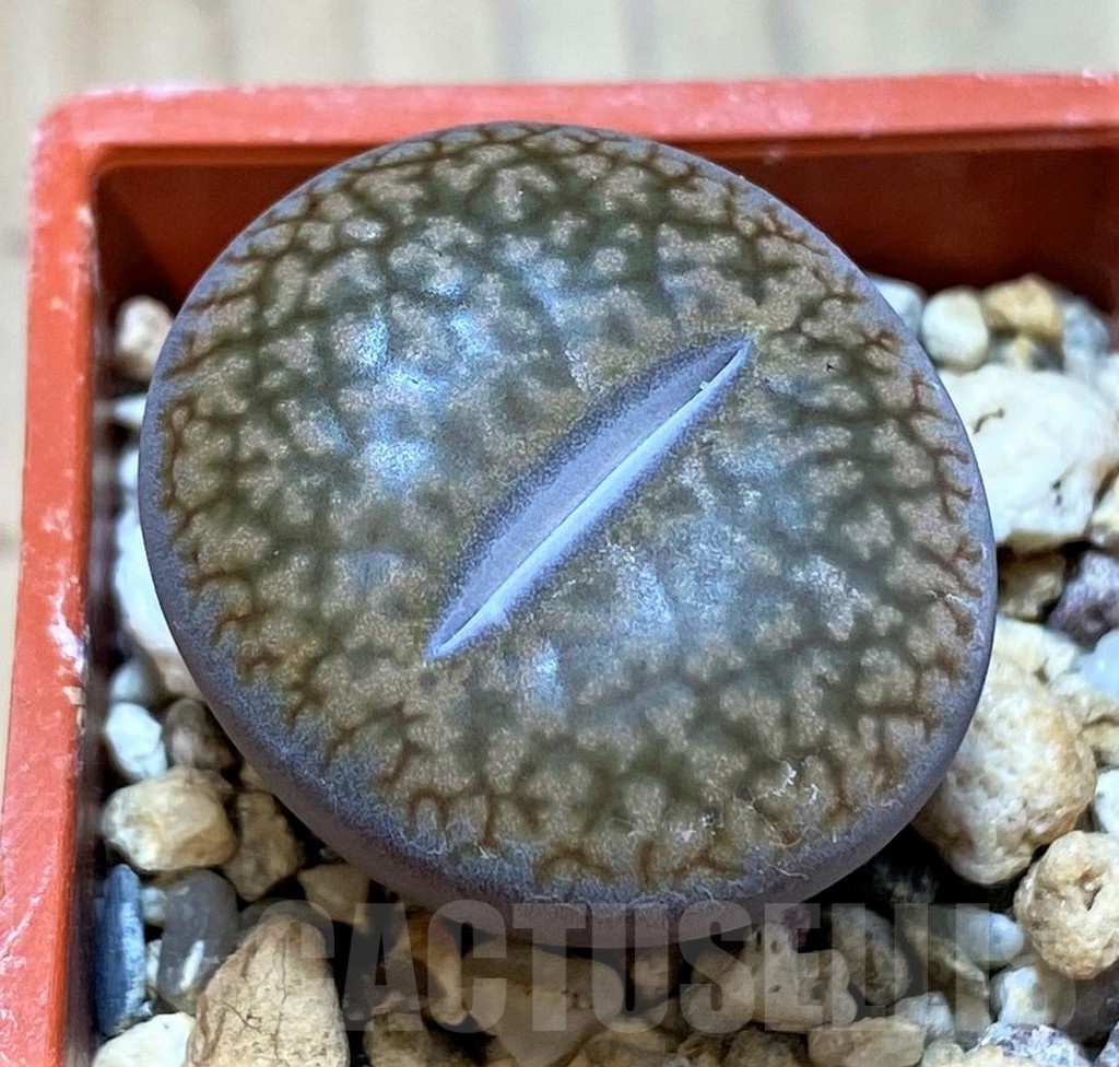 SH24174 Lithops hookeri v. marginata L9-56