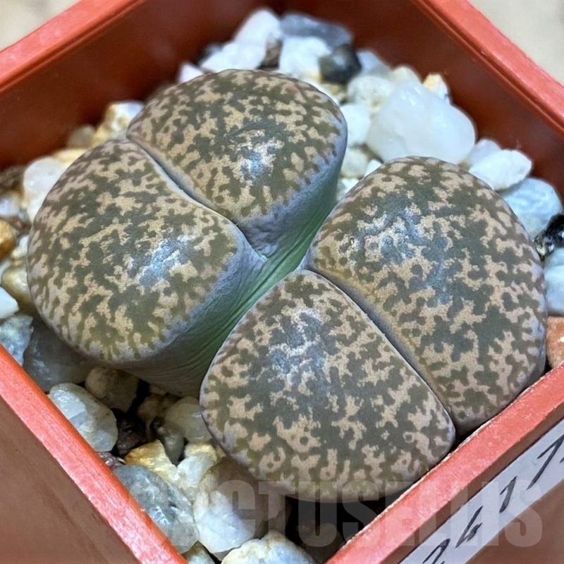 SH24175 Lithops lesliei 'Kimberley'