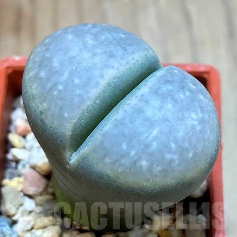 SH24176 Lithops marmorata v. framesii