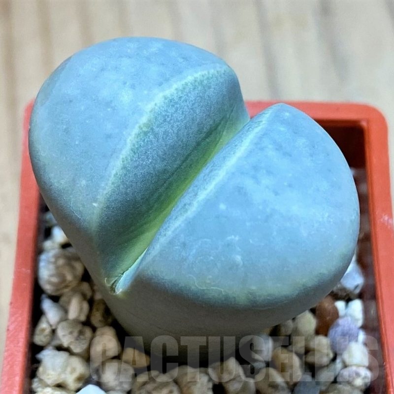 SH24177 Lithops marmorata v. framesii