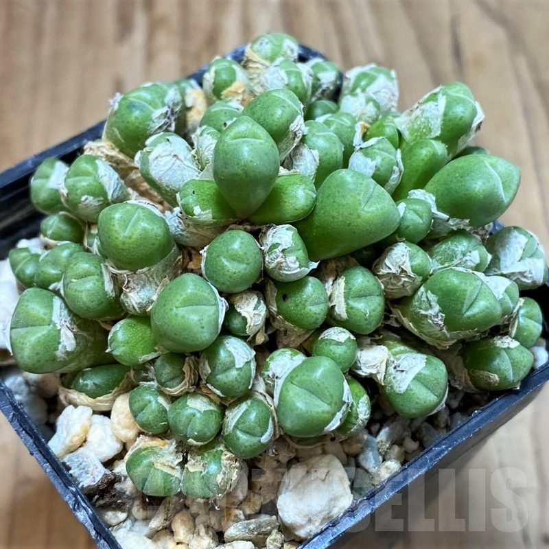 SH24143 Conophytum saxetanum 'Graessneri' SB786