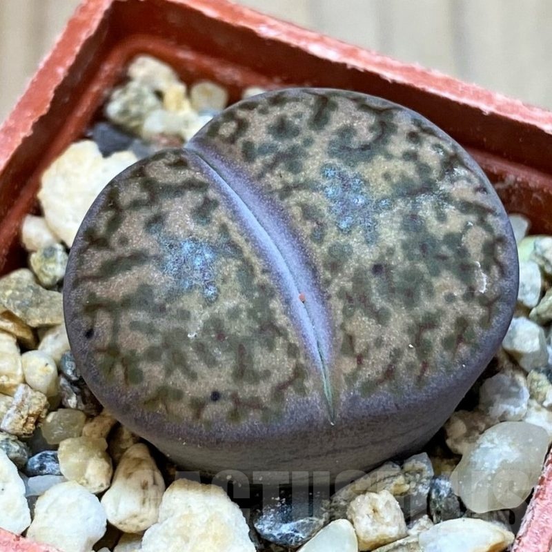 SH24178 Lithops bromfieldii v. glaudinae