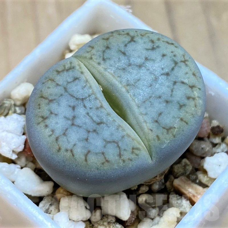 SH24179 Lithops pseudotruncatella