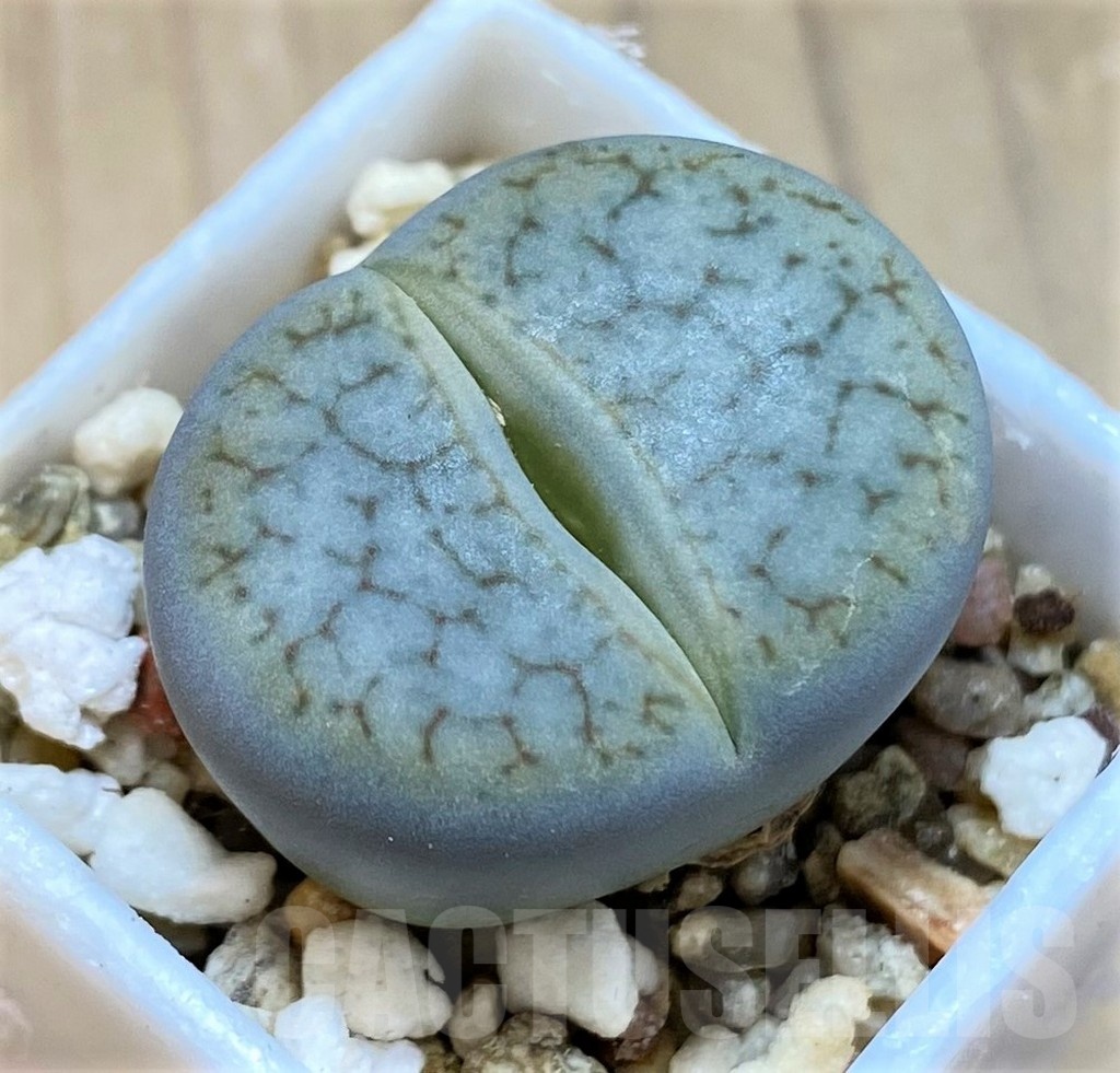 SH24179 Lithops pseudotruncatella