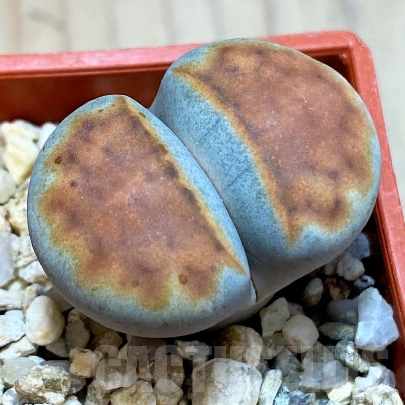 SH24180 Lithops karasmontana 'Top Red'