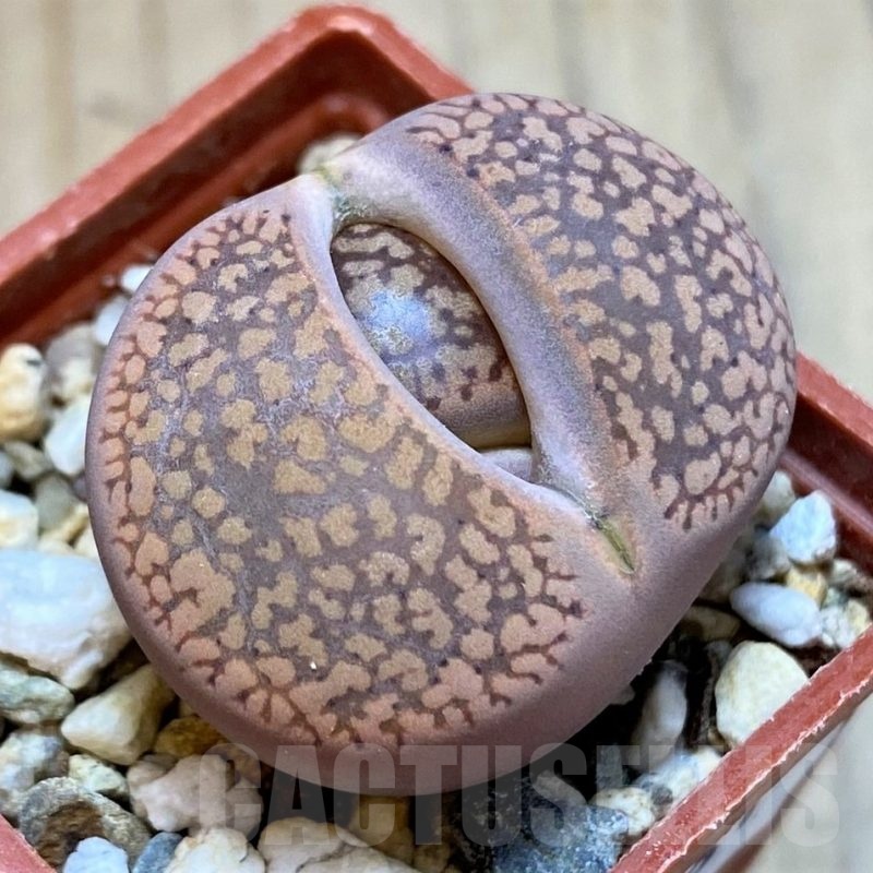 SH24181 Lithops aucampiae v. koelemanii