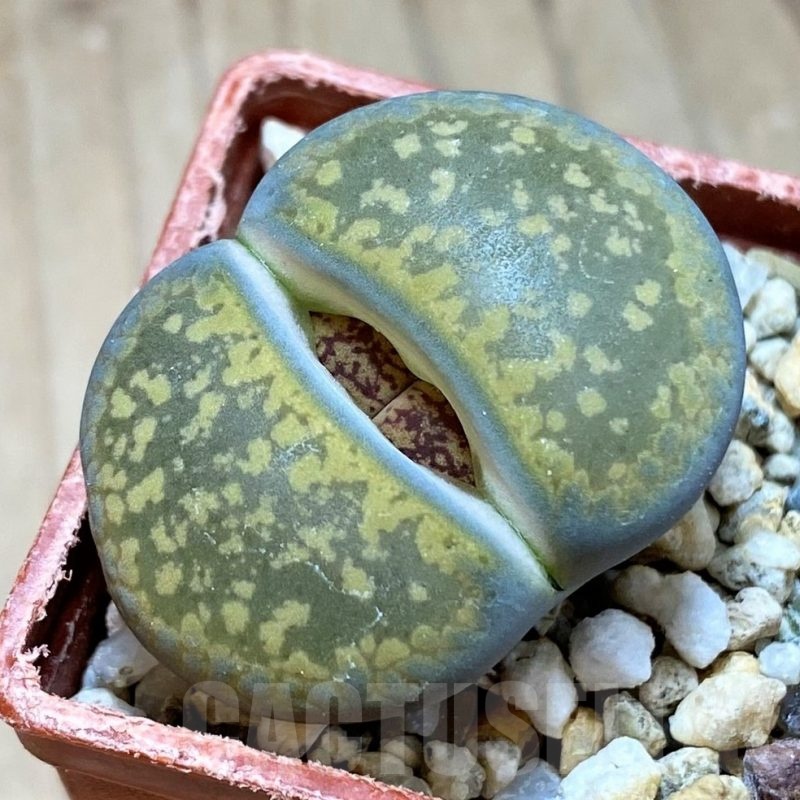 SH24182 Lithops aucampiae