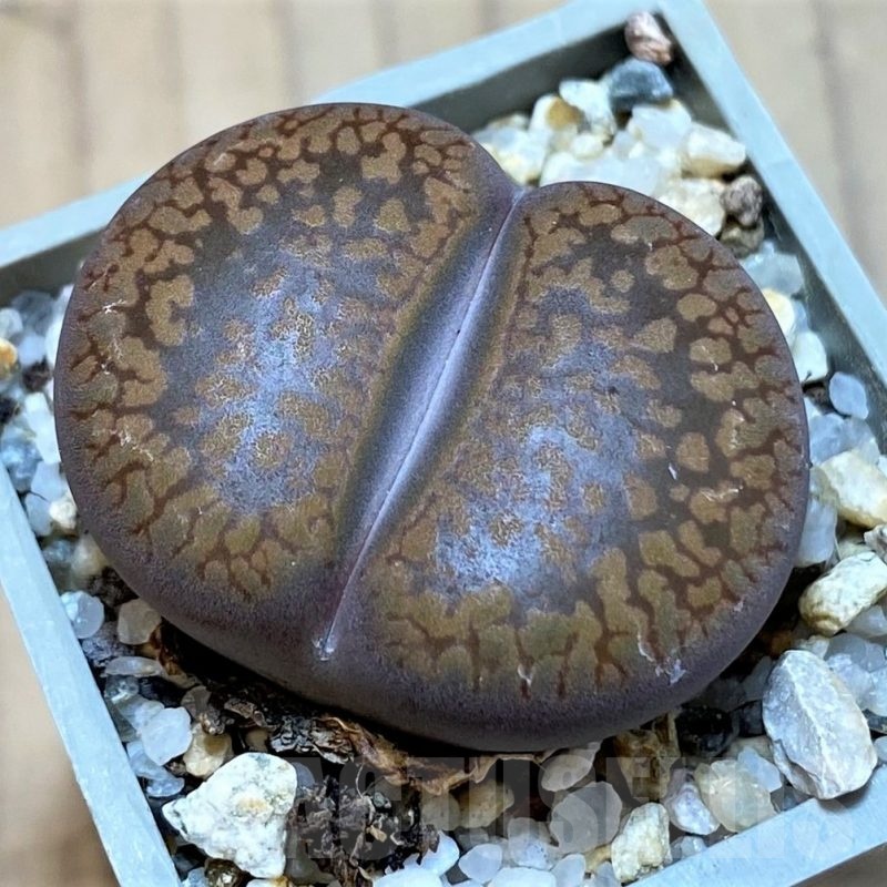 SH24183 Lithops aucampiae