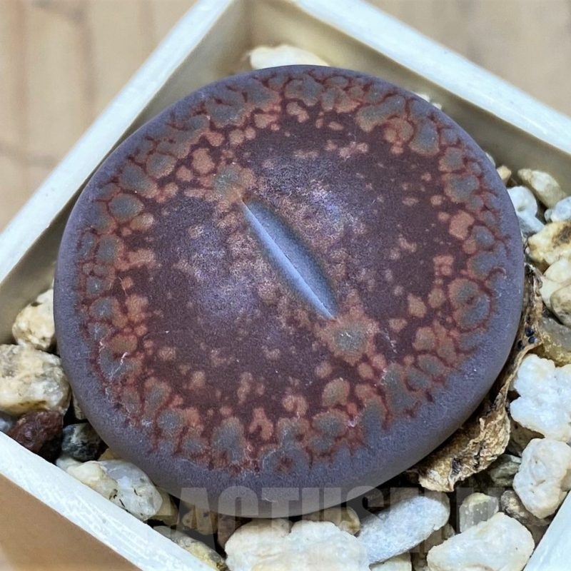 SH24184 Lithops aucampiae