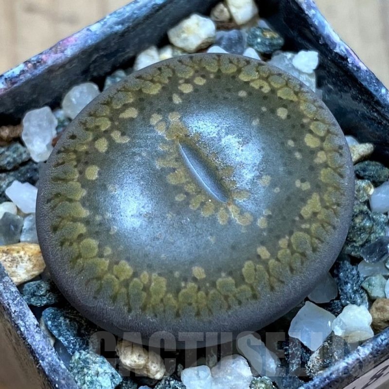 SH24185 Lithops aucampiae