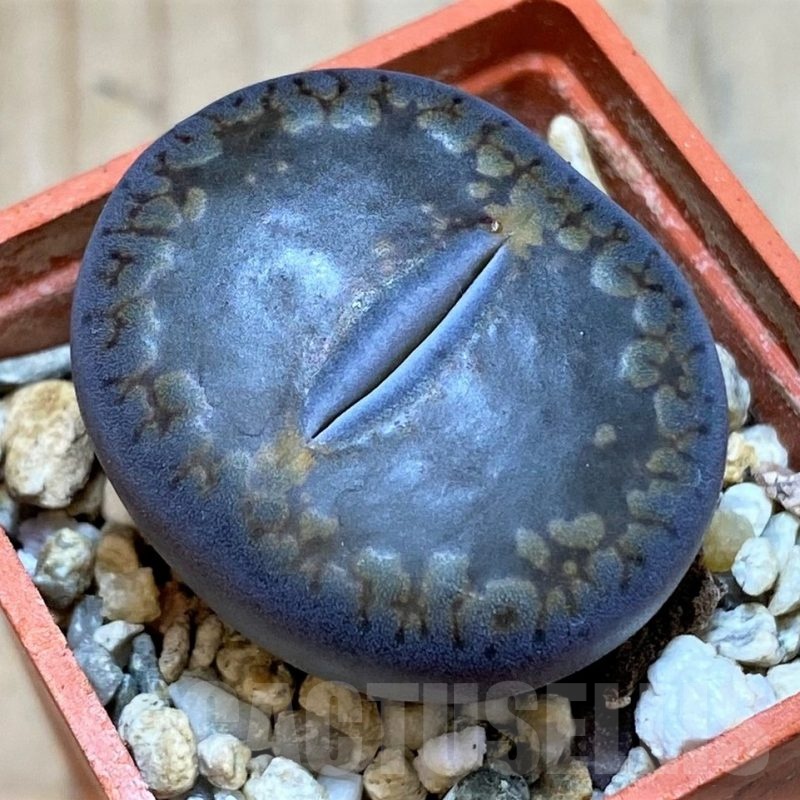 SH24186 Lithops aucampiae