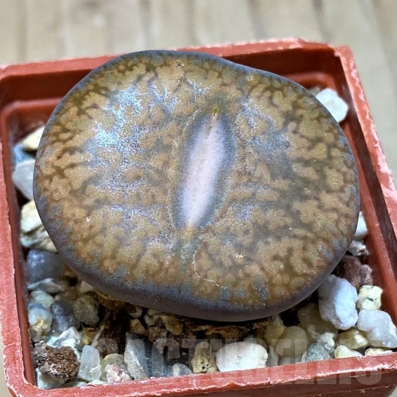 SH24187 Lithops aucampiae v. euniceae