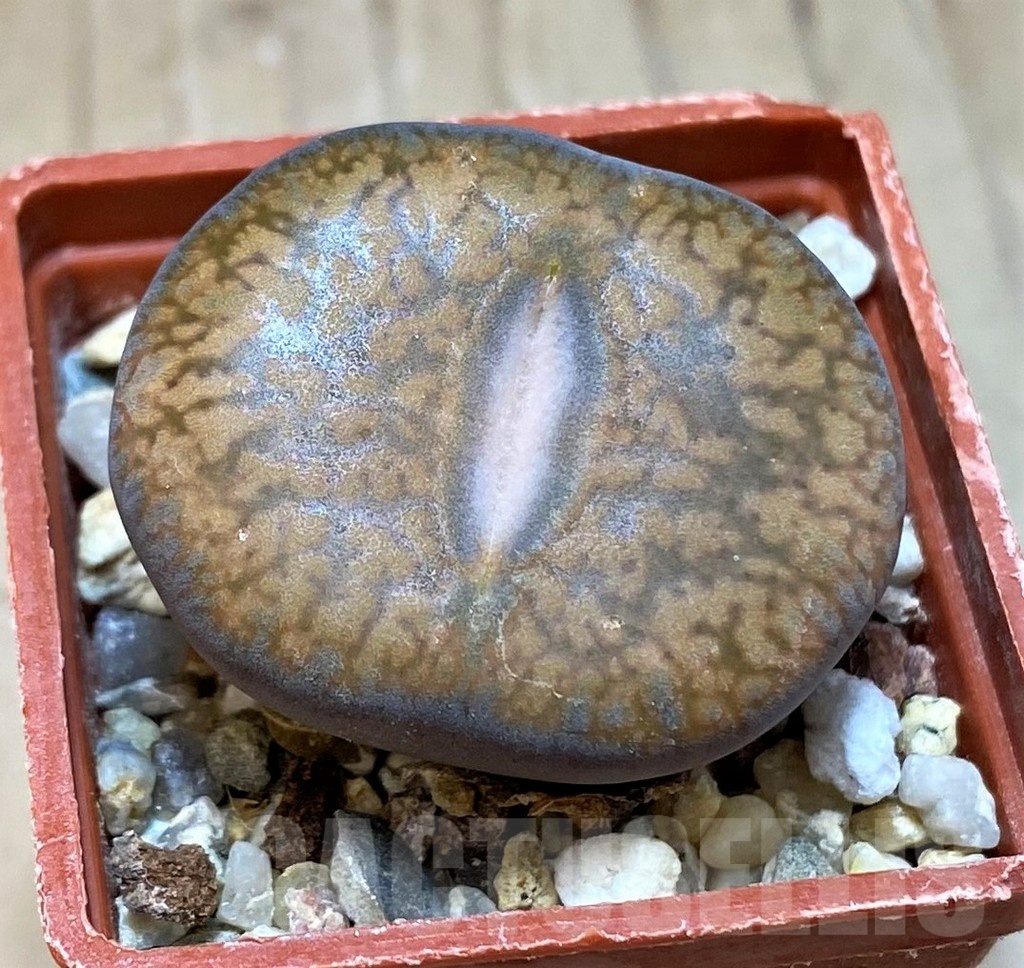SH24187 Lithops aucampiae v. euniceae