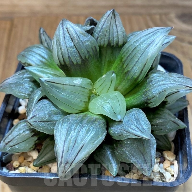 SH24486 Haworthia atrofusca 'Watermelon'