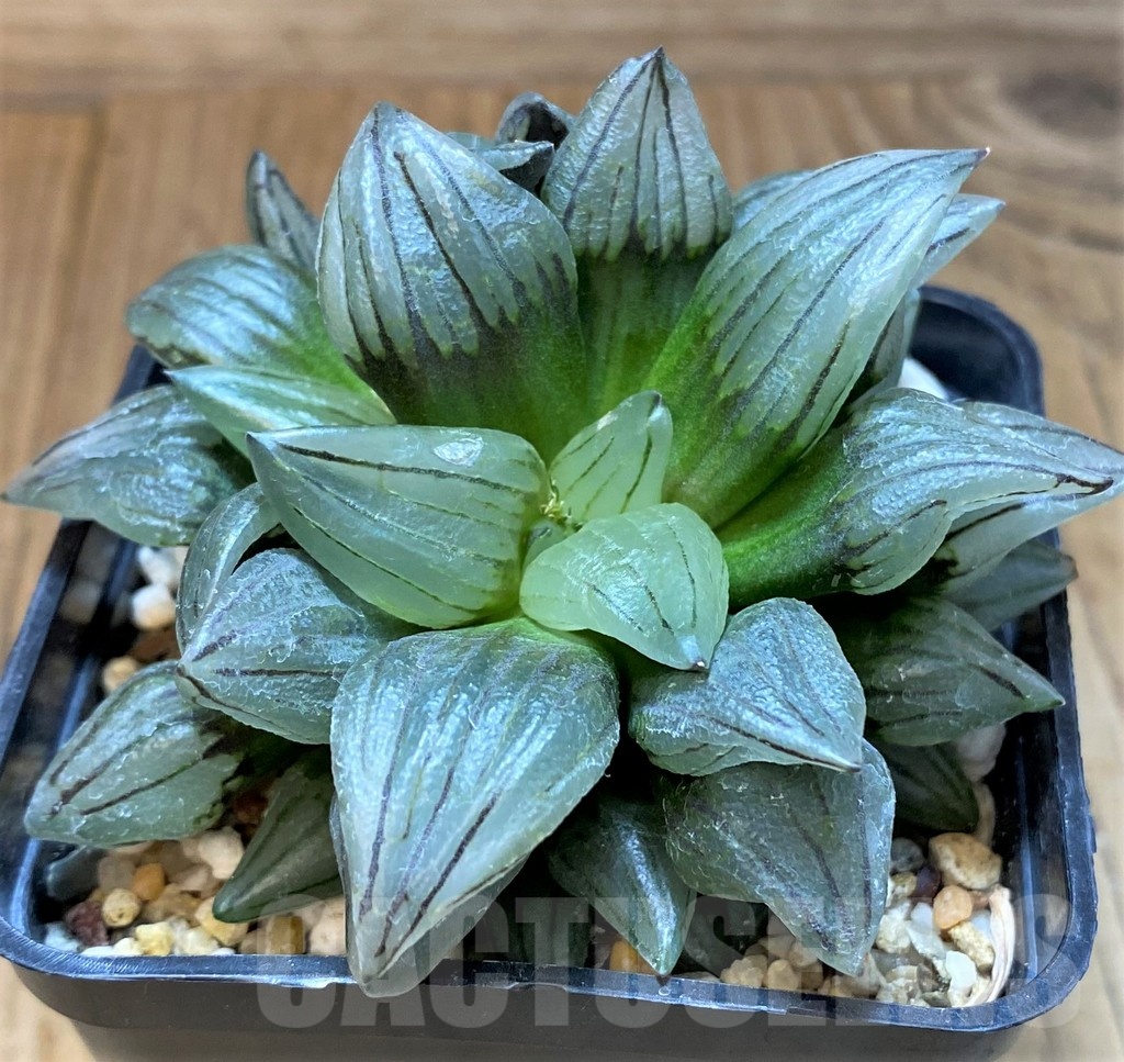 SH24486 Haworthia atrofusca 'Watermelon'