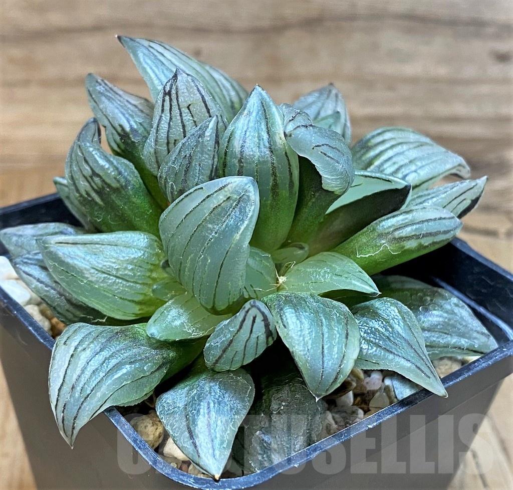 SH24486 Haworthia atrofusca 'Watermelon' - immagine 2