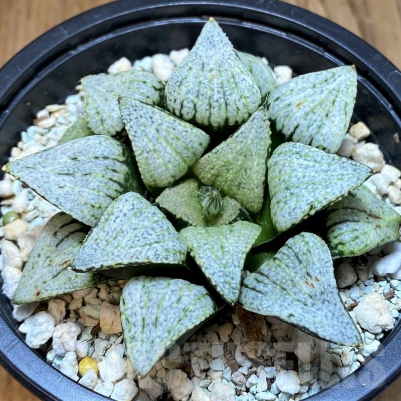SH24488 Haworthia picta ‘White Magic’
