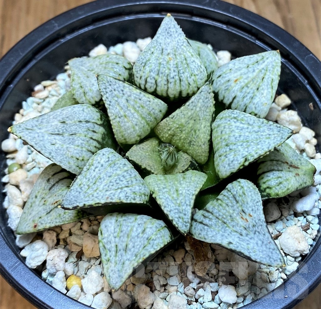 SH24488 Haworthia picta ‘White Magic’