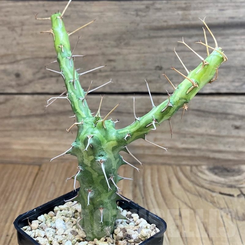 SH24456 Euphorbia schizacantha