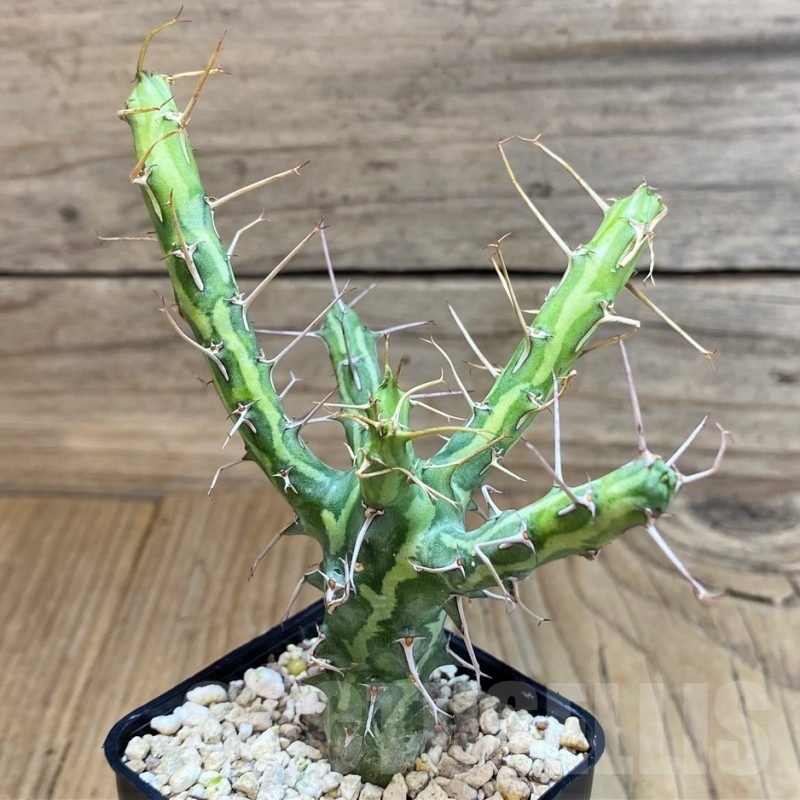 SH24457 Euphorbia schizacantha
