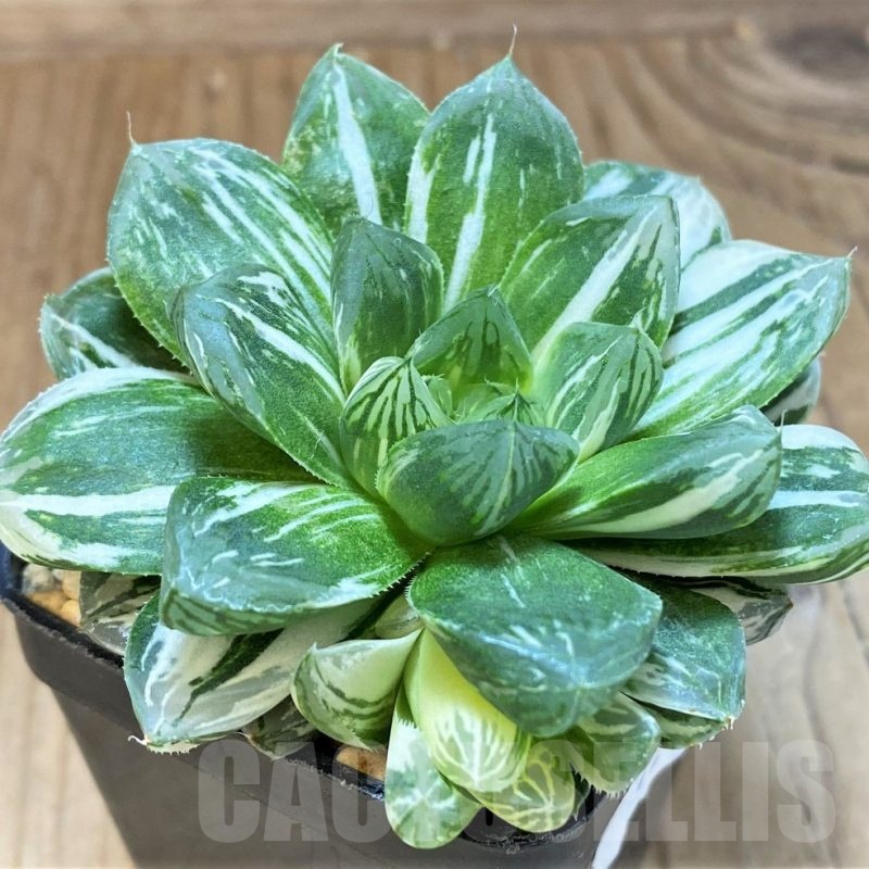 SH12039 Haworthia obtusa ‘Marin’ f. variegata