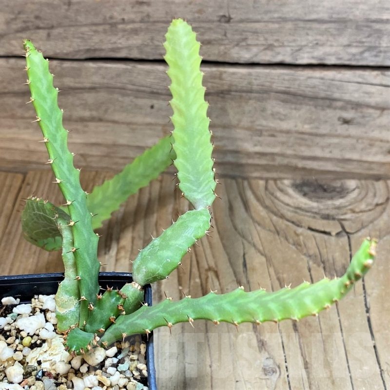 SH24458 Euphorbia stellata