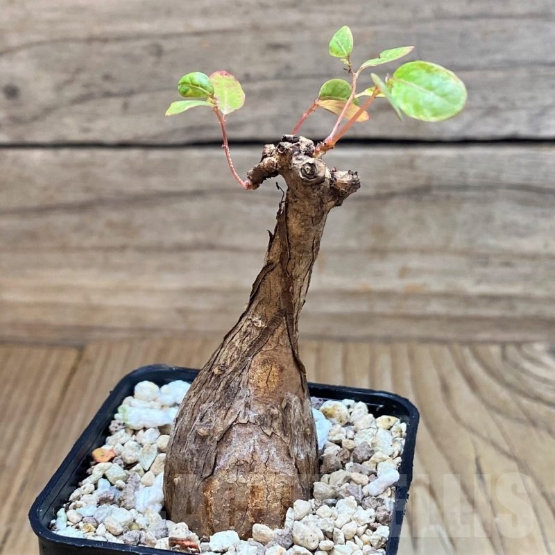 SH24459 Phyllanthus mirabilis