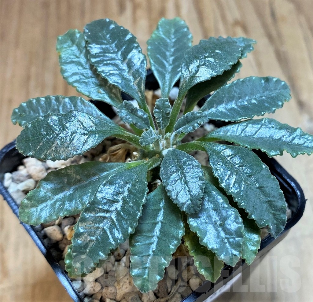 SH24460 Dorstenia lavrani - Image 2