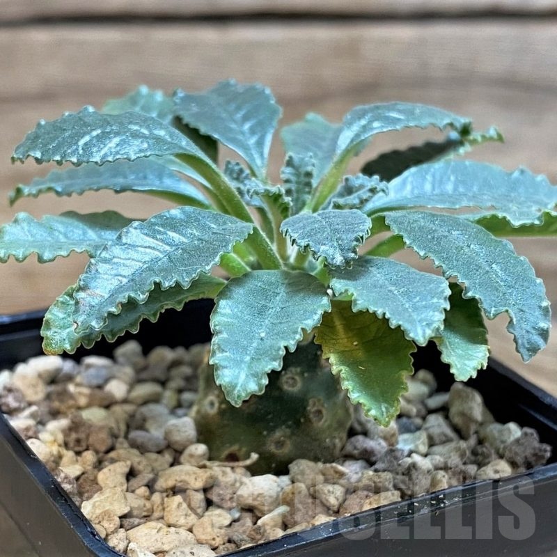 SH24460 Dorstenia lavrani