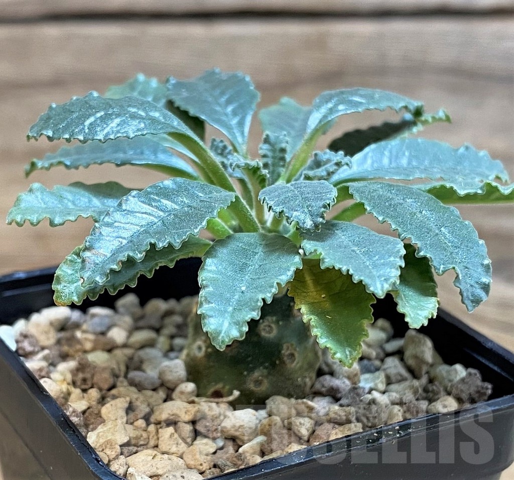 SH24460 Dorstenia lavrani