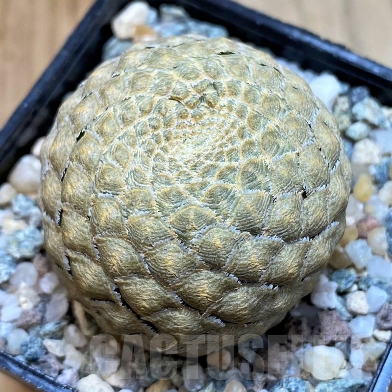 SH24461 Euphorbia piscidermis