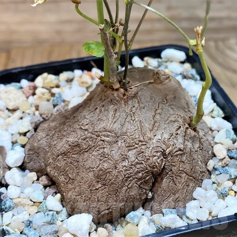 SH24453 Dioscorea sylvatica