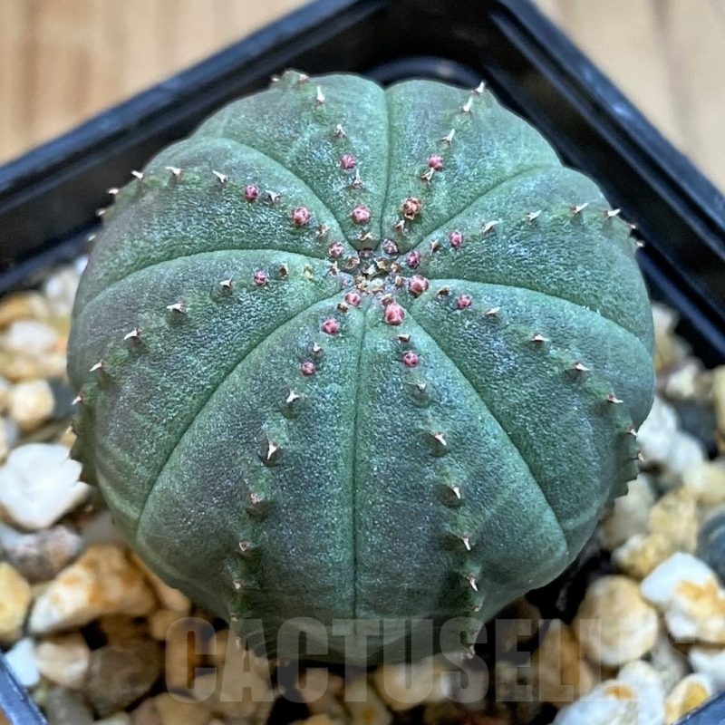 SH24462 Euphorbia obesa