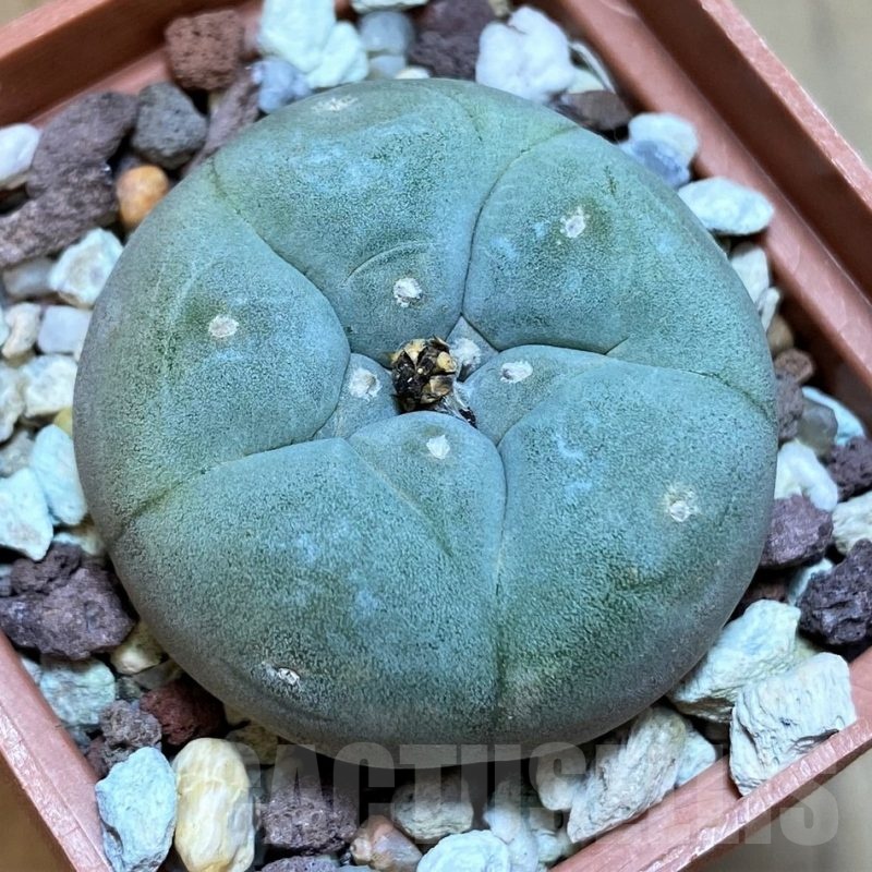 SH24463 Anhalonium sp.