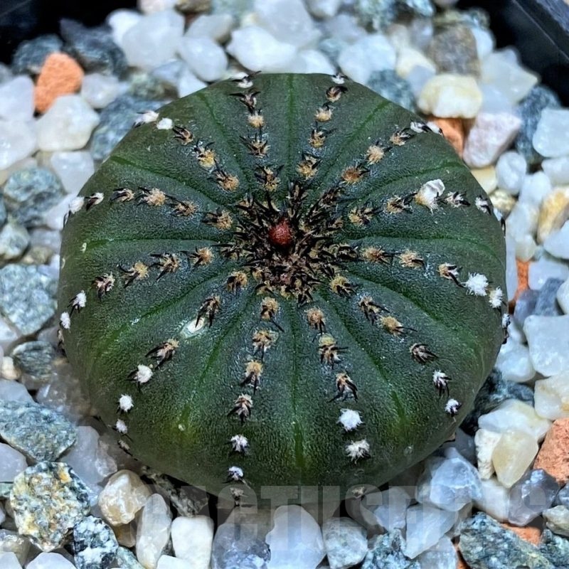 SH24464 Frailea castanea