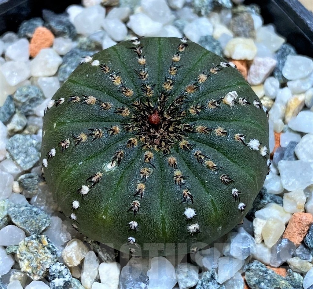 SH24464 Frailea castanea