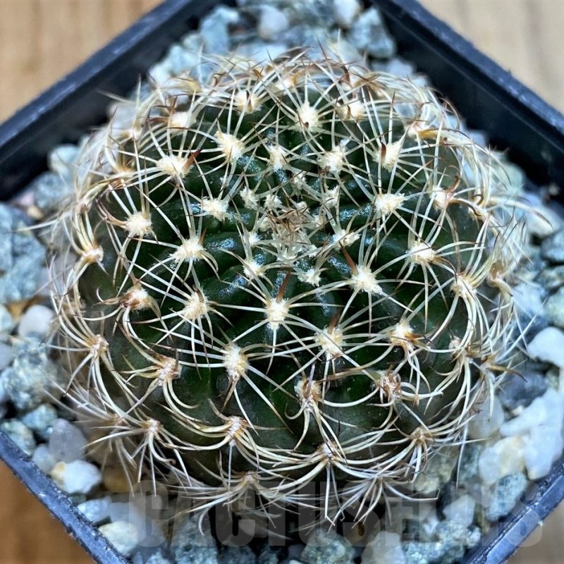 SH24465 Lobivia arachnacantha v. subterranea