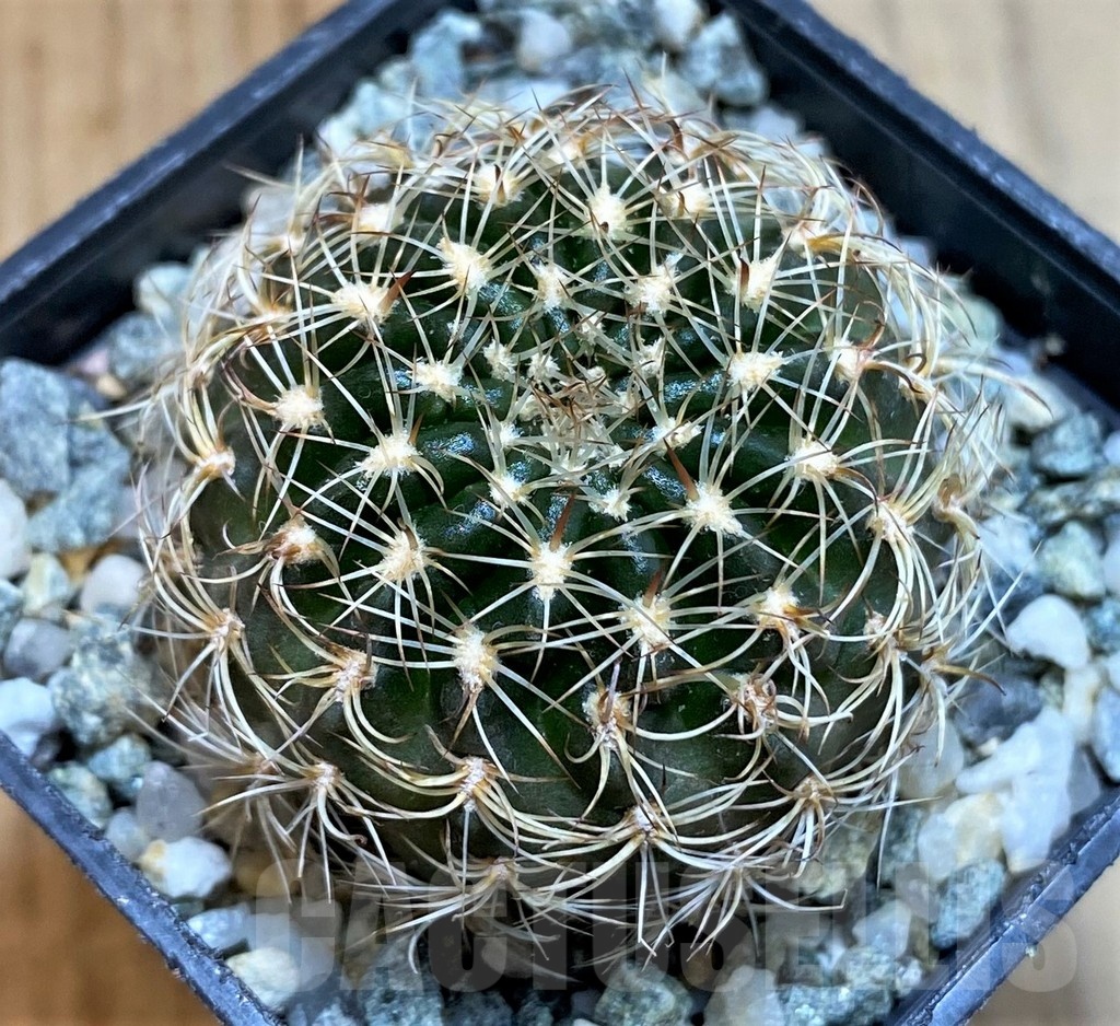 SH24465 Lobivia arachnacantha v. subterranea