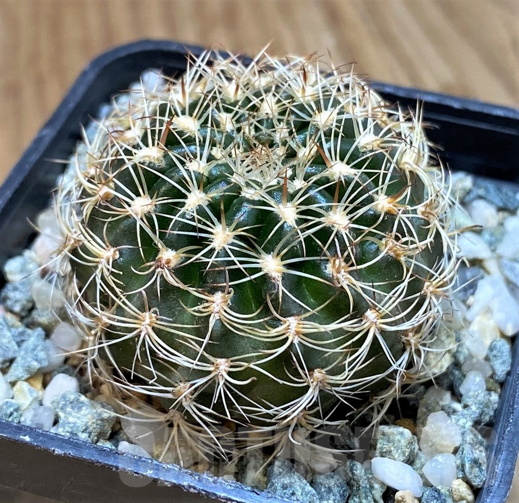 SH24465 Lobivia arachnacantha v. subterranea - Image 2