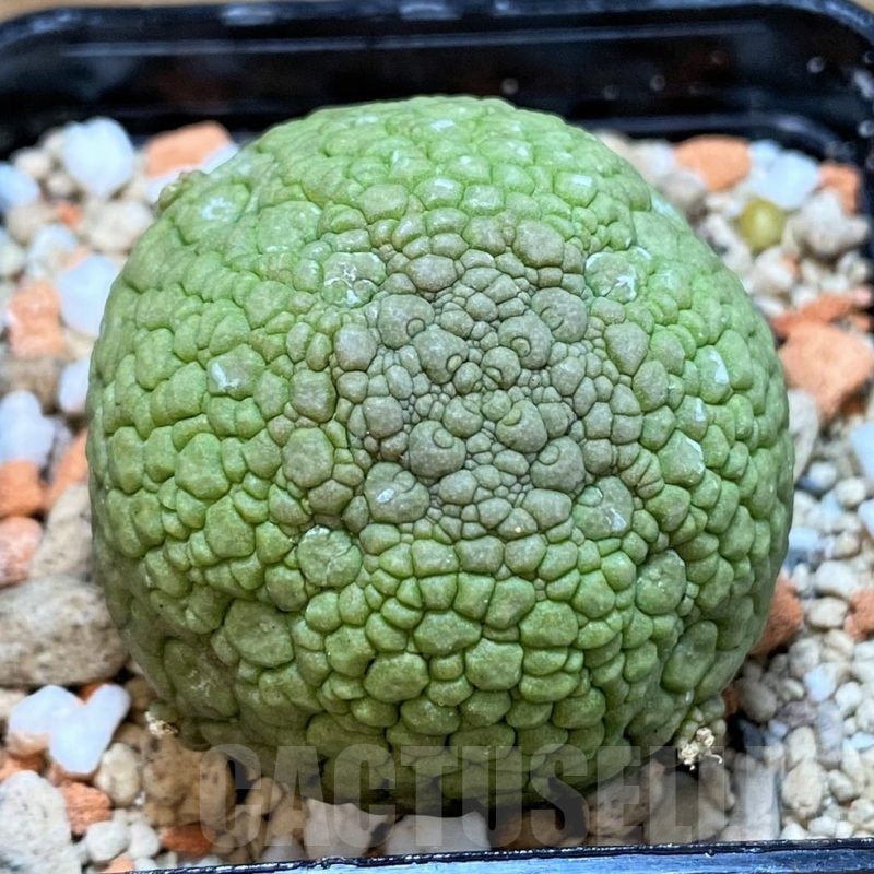 SH24466 Pseudolithos migiurtinus