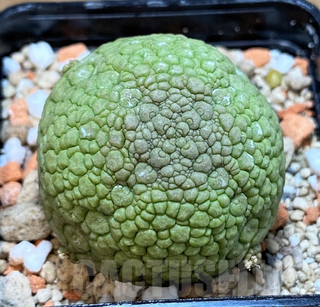 SH24466 Pseudolithos migiurtinus