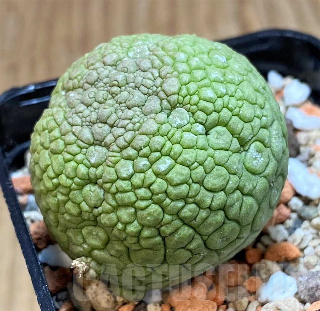 SH24466 Pseudolithos migiurtinus - Image 2