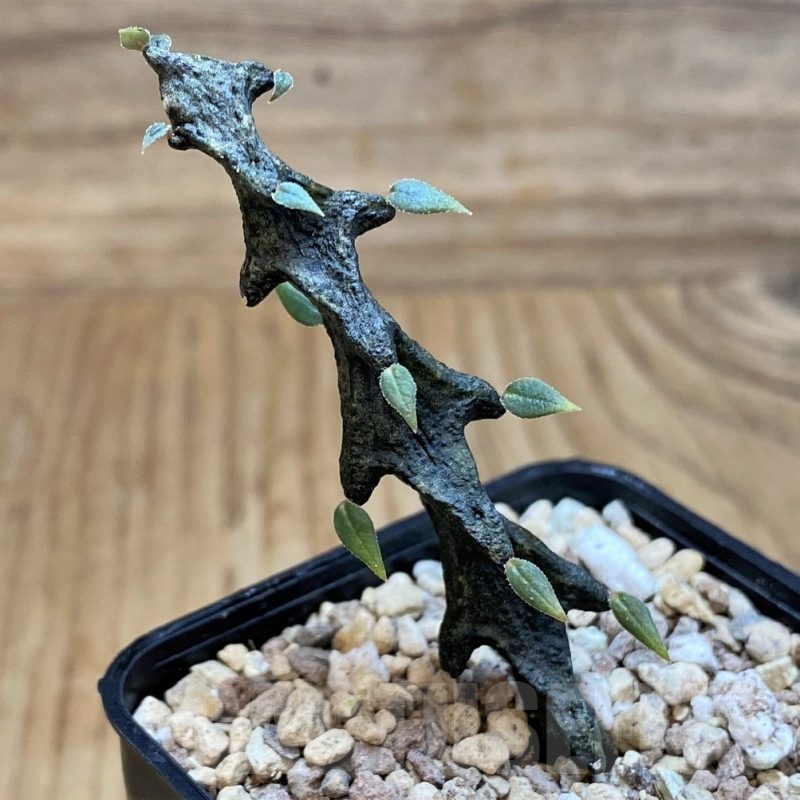 SH24467 Ceropegia bosseri