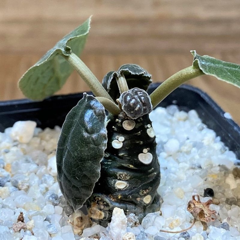 SH24468 Dorstenia foetida