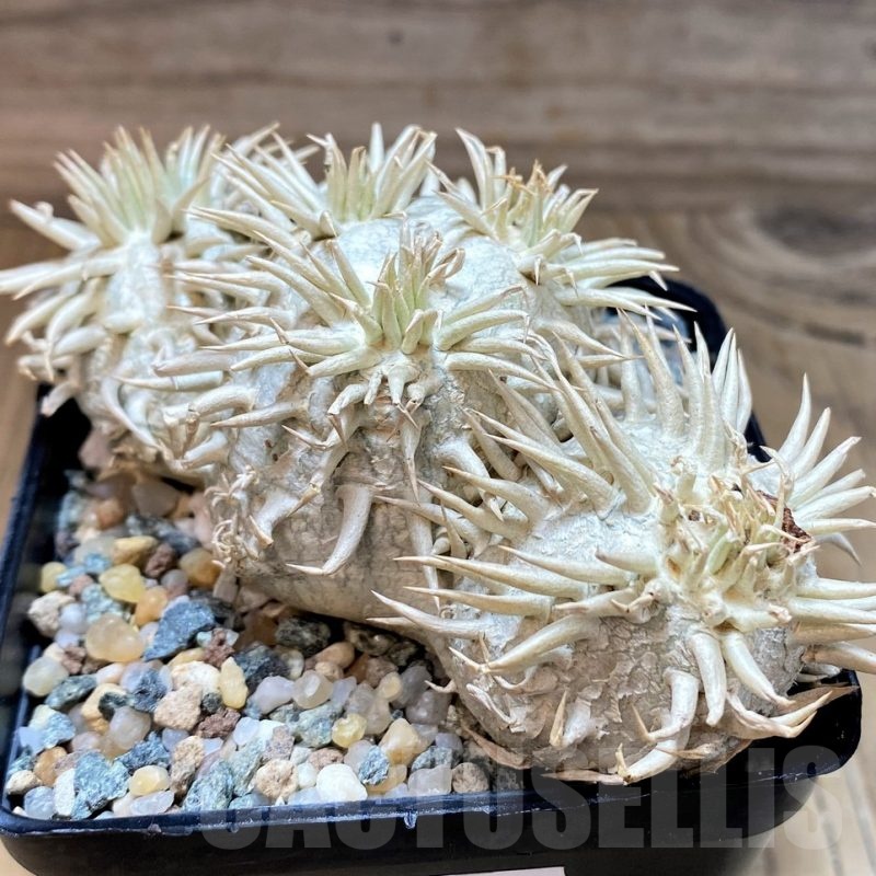 SH24454 Pachypodium brevicaule, own roots