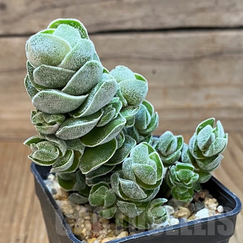 SH24469 Crassula ‘Ivory Pagoda’