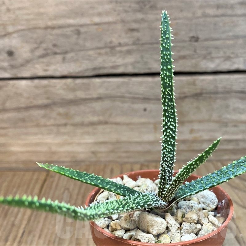 SH24470 Aloe delicatifolia