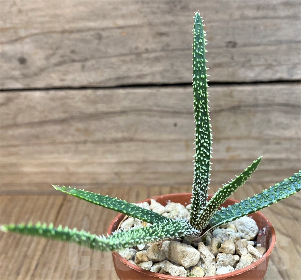 SH24470 Aloe delicatifolia