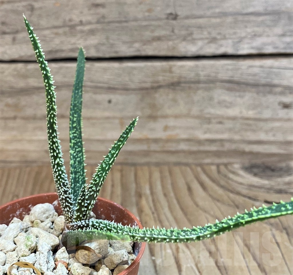 SH24470 Aloe delicatifolia - immagine 2