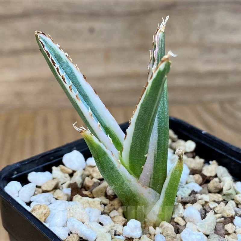 SH24471 Agave victoriae-reginae 'White Rhino'